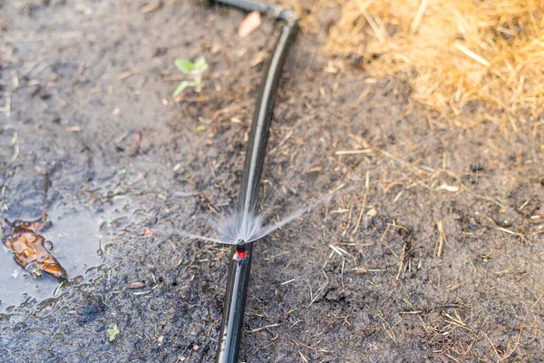 庭のベッドに設置された水 自動散水 — ストック写真