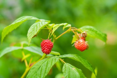 Kırmızı ahududular çalılıklarda yetişir.