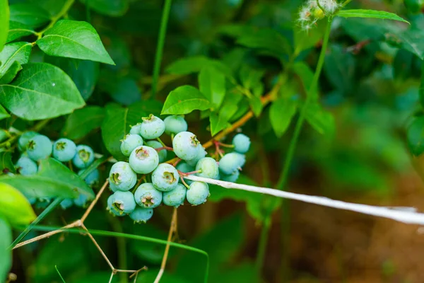 Hermoso Ramo Arándanos Verdes Inmaduros Creciendo Cerca Arbusto — Foto de Stock