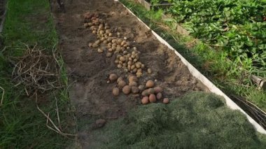 Vegetable garden with white potato harvest, smooth camera movement. Harvest season. High quality FullHD footage