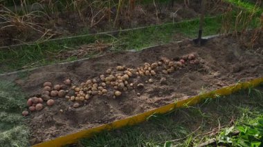 Vegetable garden with white potato harvest, smooth camera movement. Harvest season. High quality FullHD footage