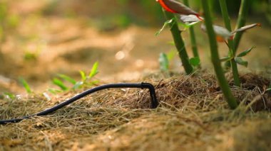 Drip irrigation process, close-up on blurred background. Water drops dripping in slow motion. High quality FullHD footage