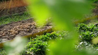 Vegetable garden with white potato harvest, smooth camera movement. Harvest season. High quality FullHD footage
