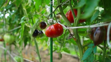 Smooth camera approach to a red growing red tomato, close-up. High quality FullHD footage
