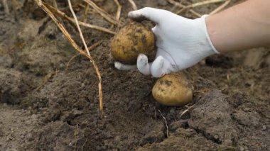A hand in a white glove shows a freshly dug potato, close-up. High quality 4k footage