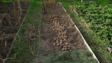 Patates hasadı kazılmış sebze bahçesi, yumuşak kamera hareketi. Yüksek kaliteli FullHD görüntüler