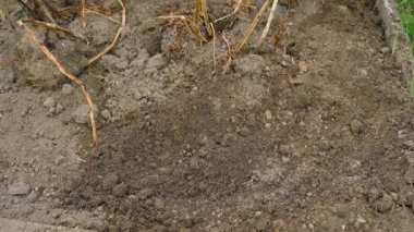 Ev bahçesinde kötü patates hasadı, yakın plan. Yüksek kalite 4k görüntü