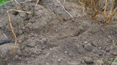 Ev bahçesinde kötü patates hasadı, yakın plan. Yüksek kalite 4k görüntü