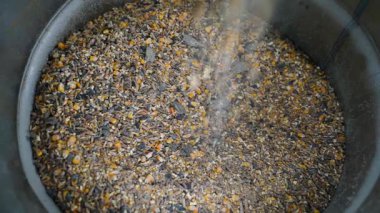 Tavukları beslemek için kullanılan tahıl karışımı ağır çekimde demir bir fıçıya dökülüyor. Yüksek kaliteli FullHD görüntüler