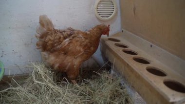 Kahverengi bir tavuk kümes hayvanının içine bakar. Yüksek kaliteli FullHD görüntüler