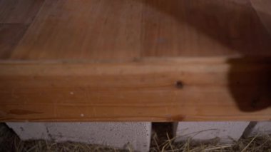 Yumurta toplayıcısını açmak ve tavuk yumurtası toplamak, yakın plan. Yüksek kalite 4k görüntü