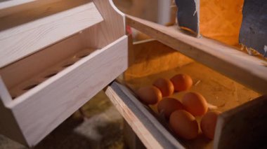 Yumurtaları yumurta toplayıcısından özel bir kabın içinde biriktiriyorum, yakın plan. El tavuk yumurtası topluyor. Yüksek kalite 4k görüntü
