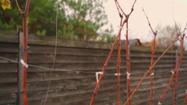 Kıştan önce yapraksız üzüm bağı, yakın plan. Yüksek kaliteli FullHD görüntüler