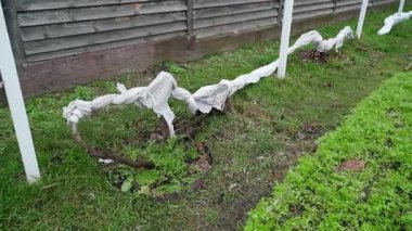 Kış için tarım fiberiyle sarılı üzüm bağı, yakın plan. Soğuktan donmadan önce üzüm bağını ısıtıyorum. Pürüzsüz kamera hareketi. Yüksek kaliteli FullHD görüntüler