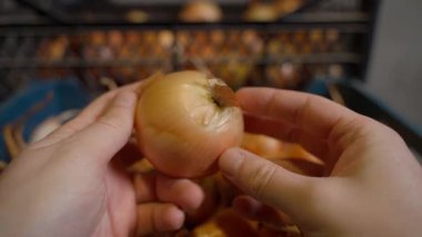 Eller depodaki soğanları gösteriyor. Yüksek kalite 4k görüntü