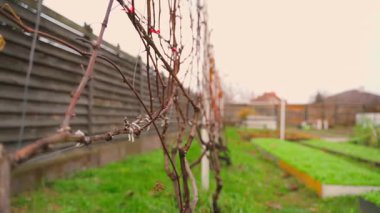 Sonbaharın sonlarında yapraksız bir üzüm bağının yanında düzgün bir kamera hareketi. Yüksek kaliteli FullHD görüntüler