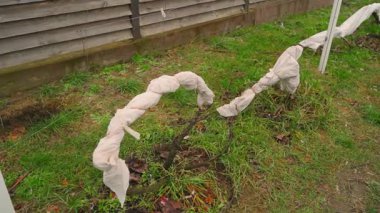 Üzüm bağı, beyaz tarım lifleriyle izole edilmiş. Bu sayede şiddetli dondurucu soğuğa karşı korunuyor. Yüksek kaliteli FullHD görüntüler