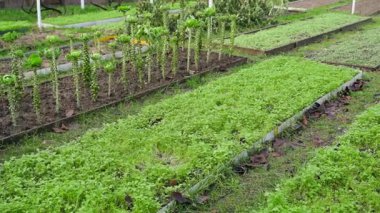 Yeşil gübreyle kaplı yataklı bahçe, düzgün kamera hareketi. Yüksek kaliteli FullHD görüntüler