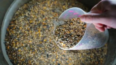 Tavukları beslemek için kullanılan tahıl karışımı plastik kovadan demir bir fıçıya dökülüyor, yavaş çekimde. Yüksek kaliteli FullHD görüntüler