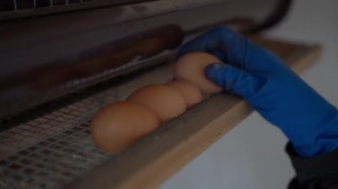 Mavi lastik eldivenli bir kadın tavuk yumurtluyor, yakın plan. Yüksek kaliteli FullHD görüntüler