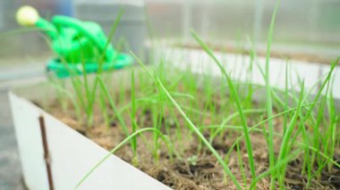 Kışın serada bir yatakta taze soğan yetişiyor. Yakın plan. Yüksek kaliteli FullHD görüntüler