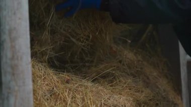 Mavi lastik eldivenli kadın eller samanlıktan saman topluyor, yakın plan. Yüksek kaliteli FullHD görüntüler