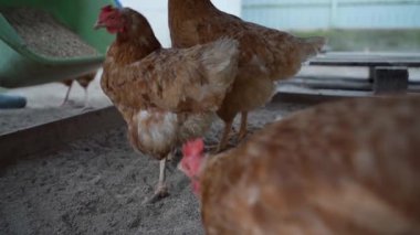 Tavuklar yavaş çekimde artan besinlerle besleniyor. Yüksek kaliteli FullHD görüntüler