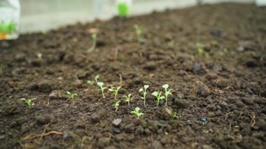 Kışın serada bir yatakta filizlenen taze yeşil filizler, yakın plan. Yüksek kaliteli FullHD görüntüler