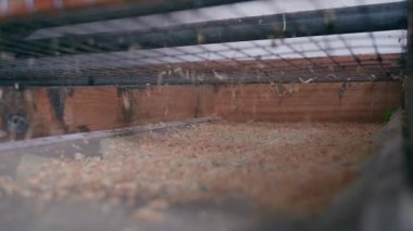 Tavukların yuvalarının altındaki yatağın üzerine talaş serpilmiş. Yüksek kaliteli FullHD görüntüler