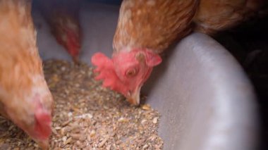 Lohmann Brown tavukları yavaş çekimde yemek yiyor, yakın plan. Yüksek kaliteli FullHD görüntüler