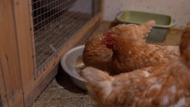 Lohmann Brown tavukları tavuk kümesinde yürürler ve besleyiciden yemek yerler. Yüksek kalite 4k görüntü