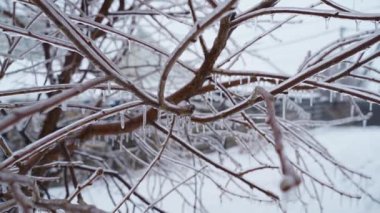 Ağaç buz, sert kış ve soğuk hava ile kaplıdır. Yüksek kaliteli FullHD görüntüler