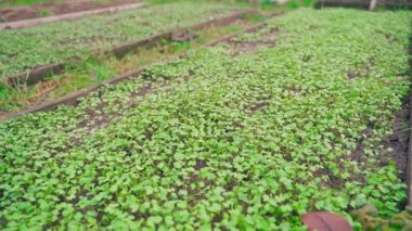 Yeşil gübresi büyüyen sebze bahçesi yatağının üzerinde düzgün kamera hareketi, yakın plan. Yüksek kaliteli FullHD görüntüler