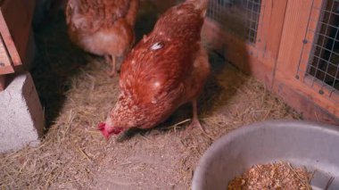 Genç kahverengi tavuklar bir tavuk kümesinde, yakın plan. Yüksek kalite 4k görüntü