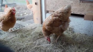 Kahverengi tavukları kümese yerleştiriyor, yakın plan. Yüksek kalite 4k görüntü