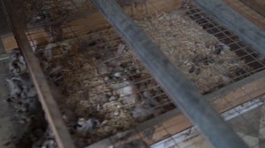 Tüneğin altındaki tavuk kümesini temizliyorum, yakın plan. Yüksek kaliteli FullHD görüntüler