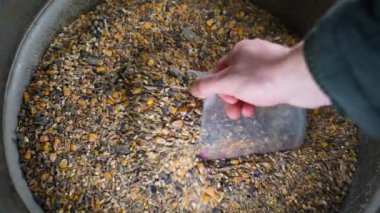 Farklı tahıl türlerinin karışımı bir kovada toplanıyor, üst görünümde. Çiftçi, tavukları demir fıçıdan besliyor. Yüksek kaliteli FullHD görüntüler