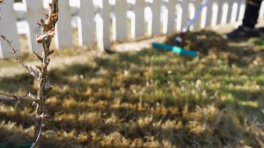 Bulanık arka planda çimenleri tırmıklamak. Bahçe bakımı ve bakımı. Yüksek kaliteli FullHD görüntüler