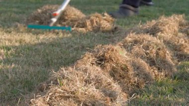 Bahçıvan kıştan sonra çimleri biçiyor. Bahar çimleri bakımı. Kuru çimen yığını. Yüksek kalite 4k görüntü