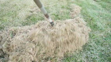 Kış sonrası çimenleri tırmıkla. Çimlerden ölü çimenleri temizlemek, bahçıvan bahar bahçesinde çalışmak. Yüksek kalite 4k görüntü