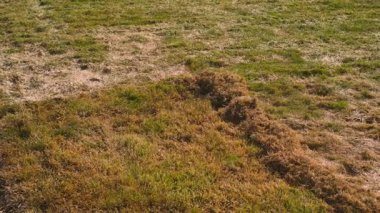 Baharda çim biçmeden önce ve sonra. Kış sonrası çimlerden bayat ve kuru otları temizlemek. Yüksek kaliteli FullHD görüntüler