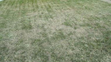 Kış üstüne çimenlik. Baharda sarı ve sıkıştırılmış çimenler. Yüksek kaliteli FullHD görüntüler