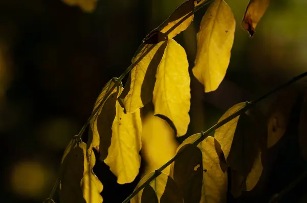 落叶松的分枝 秋天的黄叶在黑暗的背景下特写 — 图库照片
