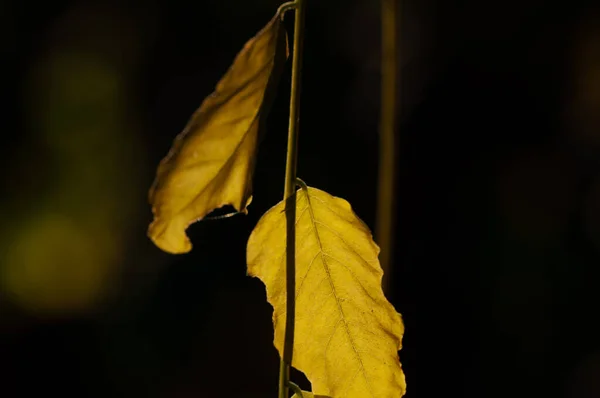 Branch Robinia Psudoacacia Autumn Yellow Leaves Close Dark Background Sunny — Stock Photo, Image