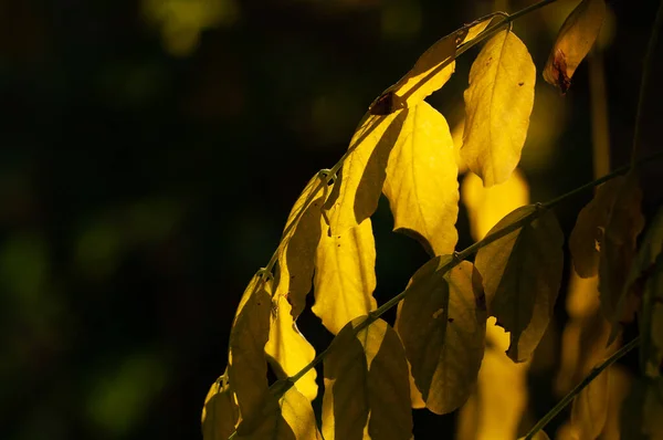 Branch Robinia Psudoacacia Autumn Yellow Leaves Close Dark Background Sunny — Stock Photo, Image