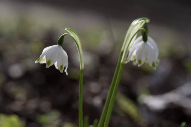 Güzel kar tanesi çiçeklerine yakın, İlkbahar çiçekleri
