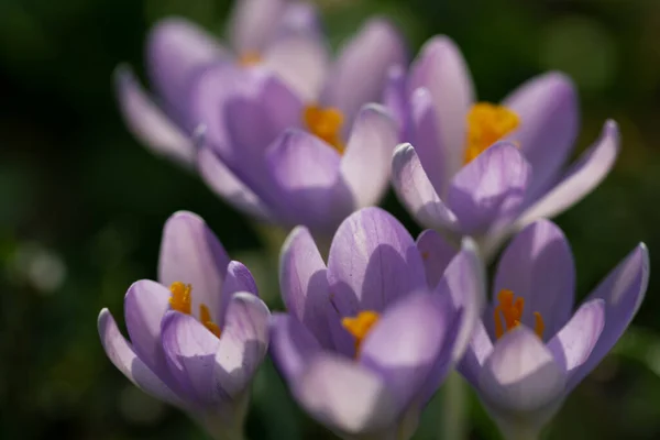아름다운 봄철에 들판에 사프란 꽃들의 — 스톡 사진