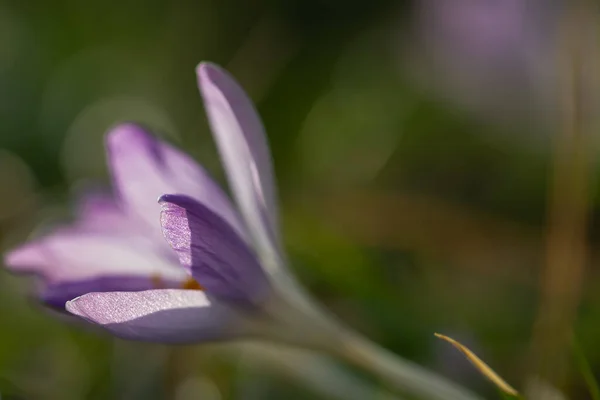 아름다운 봄철에 들판에 사프란 꽃들의 — 스톡 사진