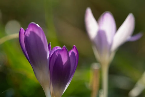 아름다운 봄철에 들판에 사프란 꽃들의 — 스톡 사진