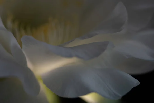 Cacto Branco Flor Natureza Fechar Macro Fotografia — Fotografia de Stock